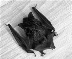 蝙蝠飛進家裡代表什麼意思 死絕意思